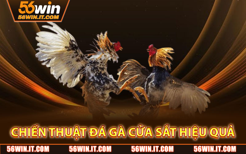 Chiến Thuật Đá Gà Cửa Sắt Hiệu Quả