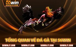 Tổng Quan Về Đá Gà Cửa Sắt Tại 56WIN