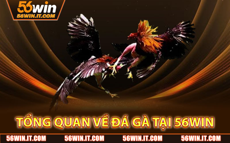 Tổng Quan Về Đá Gà Cửa Sắt Tại 56WIN